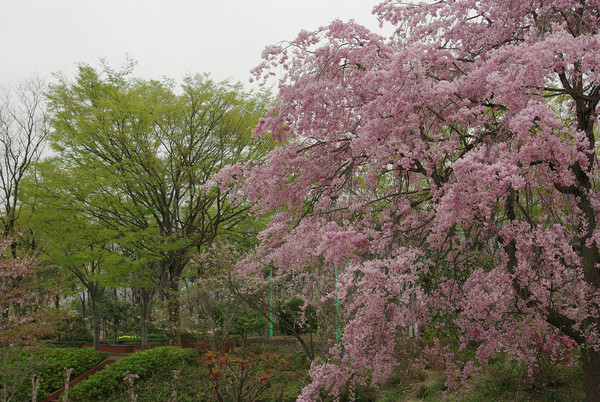 今日の枝垂れ桜