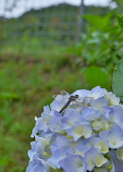 蜻蛉紫陽花