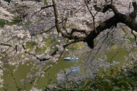 千鳥ヶ淵にて