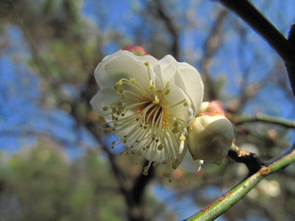 梅開花