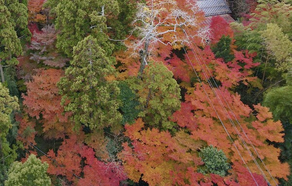 紅葉