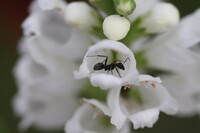 蟻と花