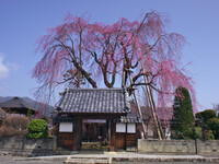 【おだやかに・・・春】　増泉寺の桜