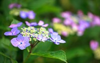 身延の紫陽花