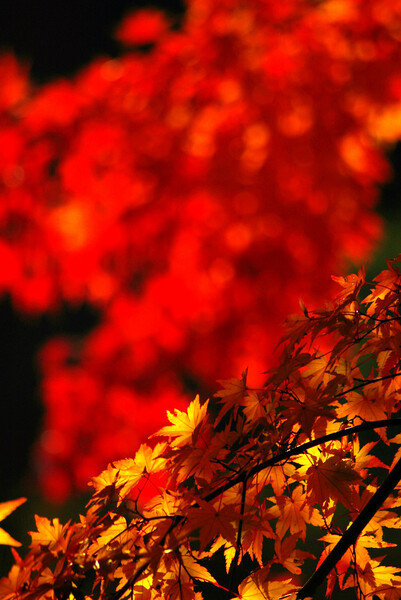城峰公園の紅葉