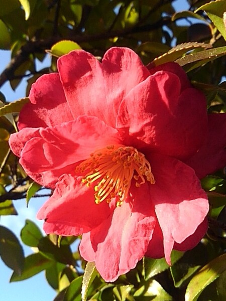 街路樹のサザンカの花（12/28に撮影）