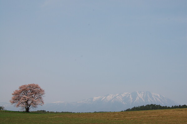 小岩井農場一本桜