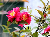 鉢植えの山茶花