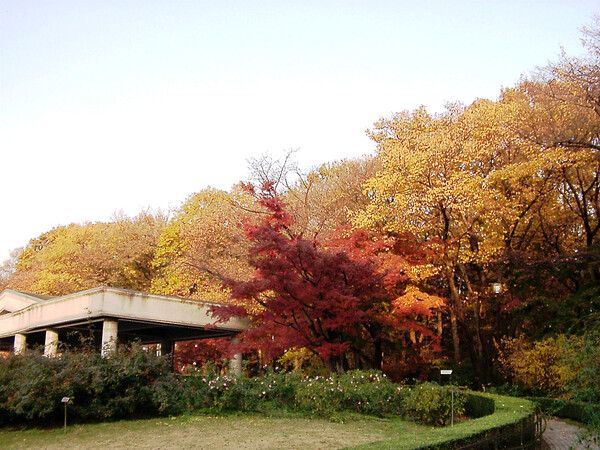 ◆紅葉スケッチ-67 神代植物公園(27)