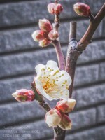 【1月に】優しく咲く白梅盆