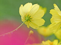 あなたの傘になりたい。