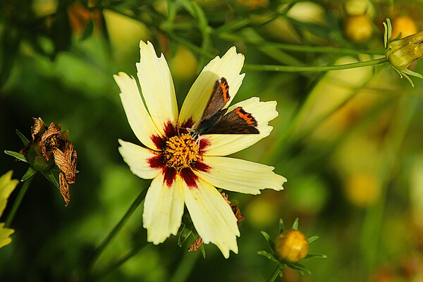 夏羽のベニシジミ