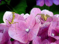 紫陽花の上で