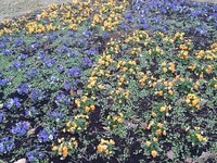 円形パンジー花壇～紫と橙