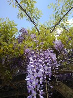 長峰公園の藤の花