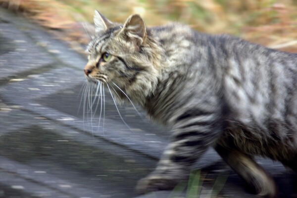 歩く猫