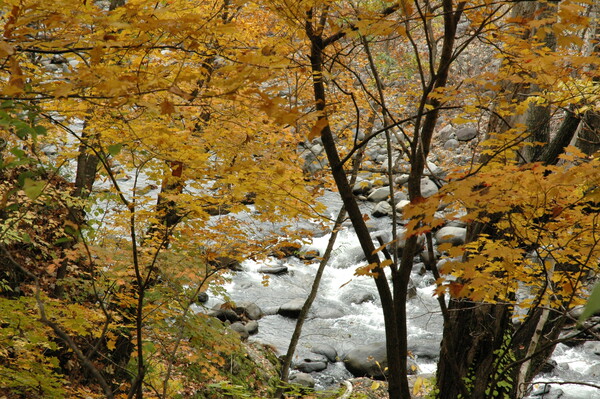 渓流の紅葉