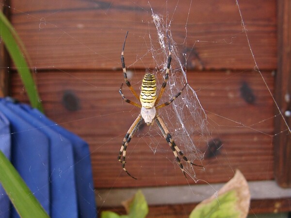 玄関横に綺麗な蜘蛛が巣を！