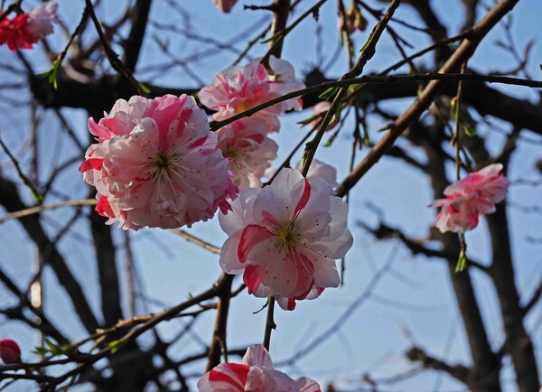 桜桃or桃桜
