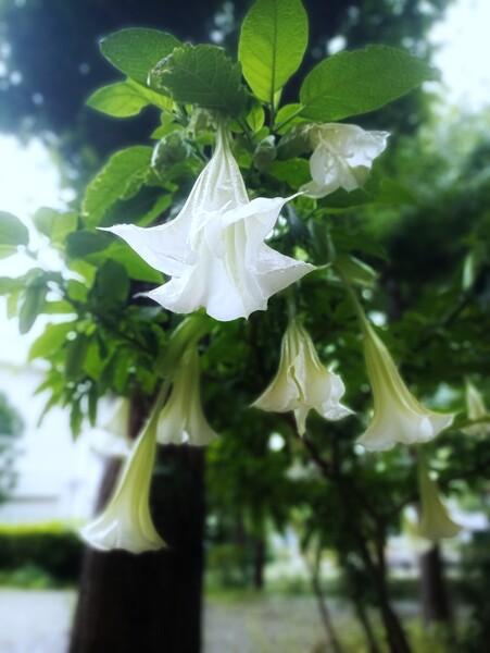 天使が来りて