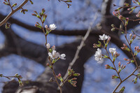 桜柄