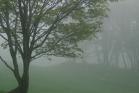 霧覆う