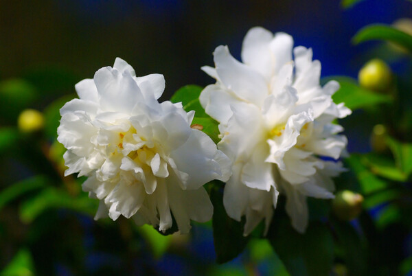 薔薇のような純白の山茶花