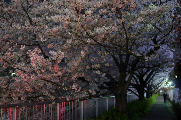 桜染まる
