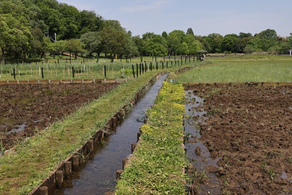 東京の田んぼはもう田起こし
