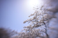 陽光を求めて
