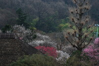 京王百草園