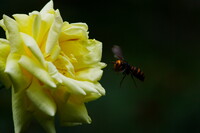 蜂を待つ薔薇、薔薇が待つ蜂