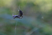 Spider on hunting III