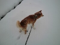雪道の散歩