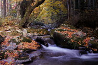 渓流も秋色