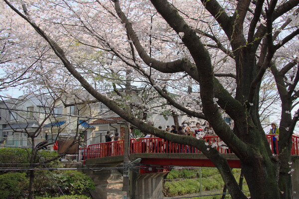 【赤】街中の桜