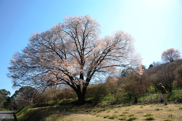 山桜とカメラマン
