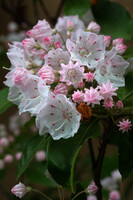 金平糖の花