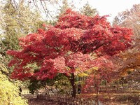 ◆紅葉スケッチ-51 神代植物公園⑪