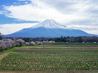 富士山に見とれ・