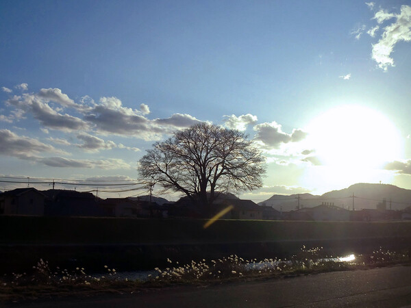 【逆光】クスノキの大木とススキ