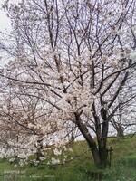 【好きなもの　桜景】咲き始め。