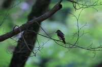 キビタキ幼鳥？