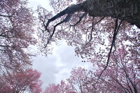 古木に咲く
