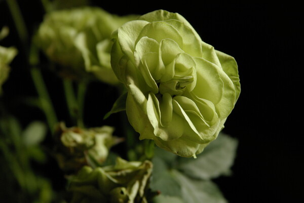 清水名物緑のバラ