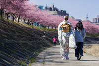 Spring in Japan