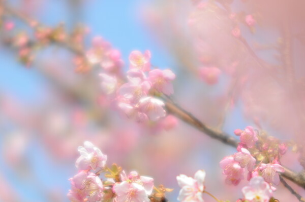 桜の香り