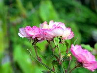 鉢植えのミニバラ