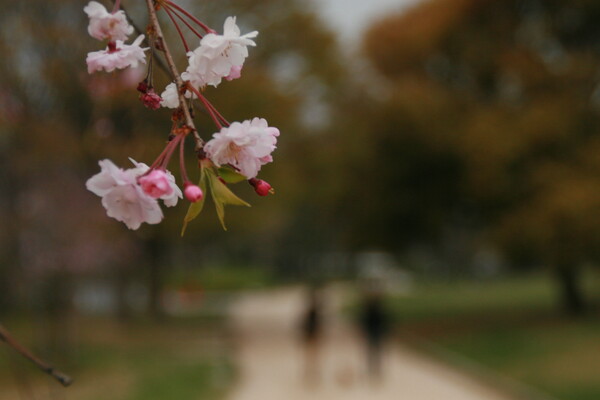 桜咲く小道