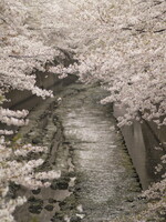 面影橋の桜